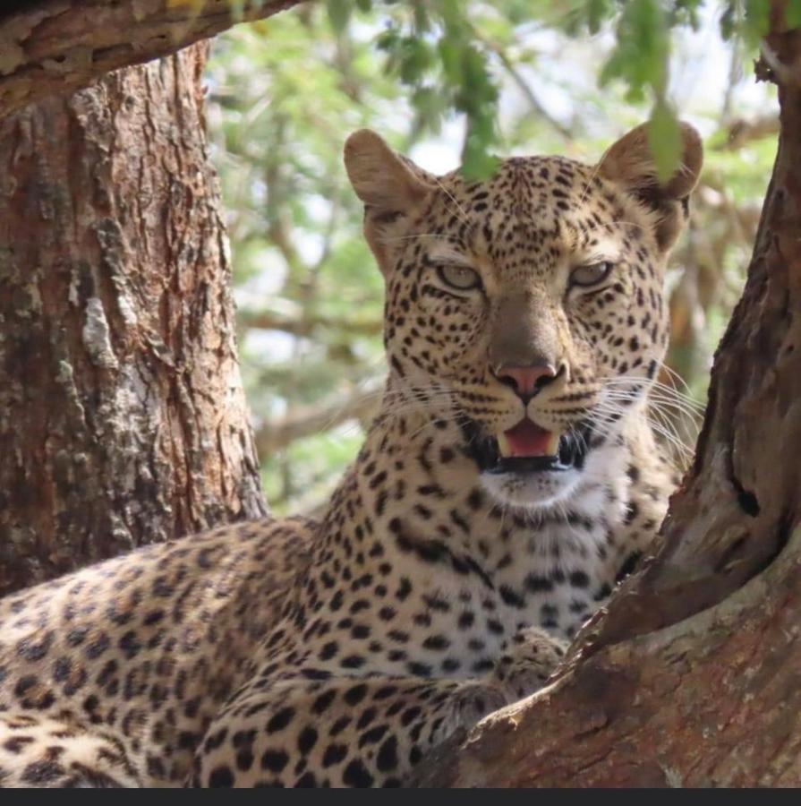 Turaco Lodge - No Loadshedding Marloth Park Exteriör bild