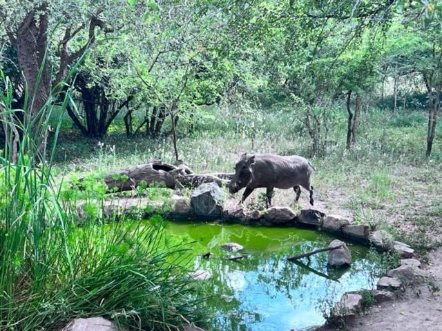 Turaco Lodge - No Loadshedding Marloth Park Exteriör bild
